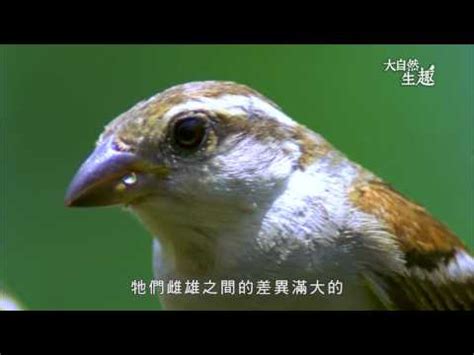 家裡飛進麻雀 發財水什麼時候喝